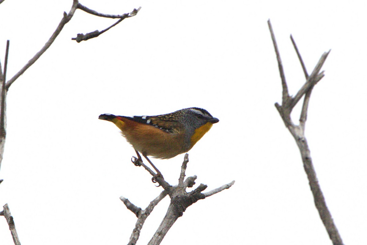 ホウセキドリ - ML643268779