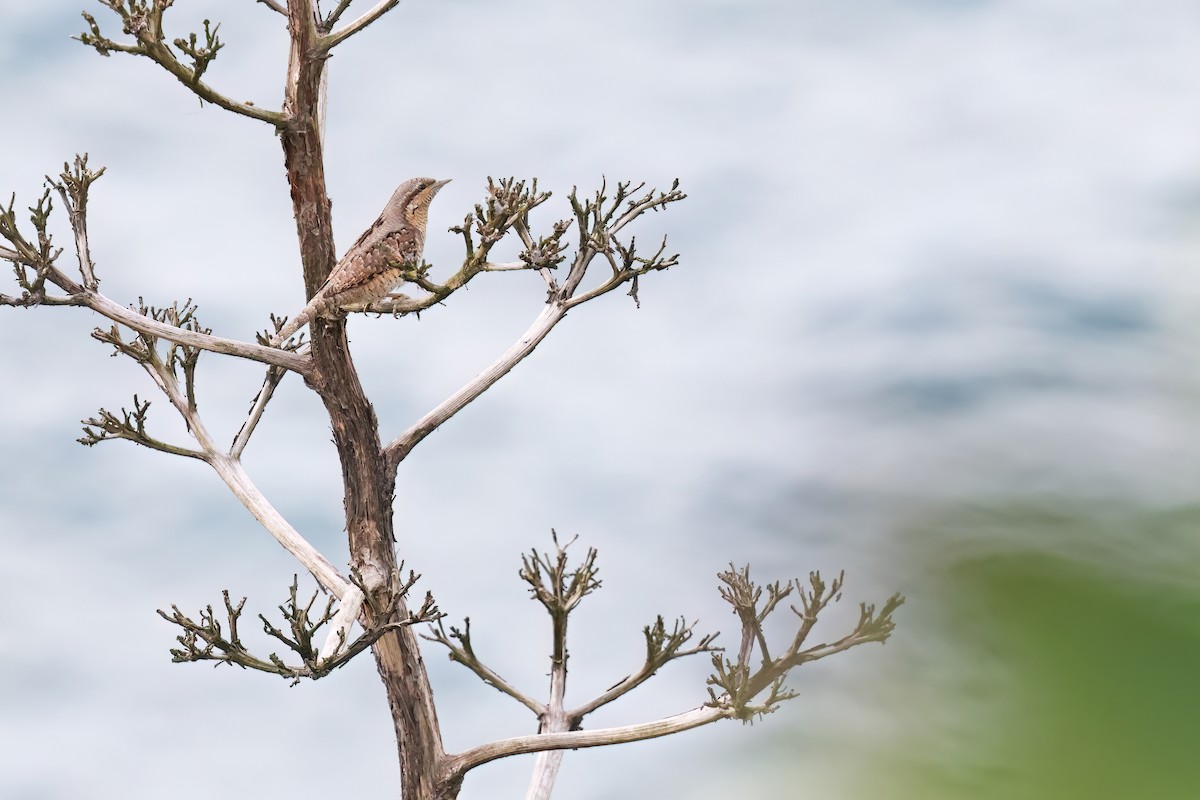 Eurasian Wryneck - ML643268810