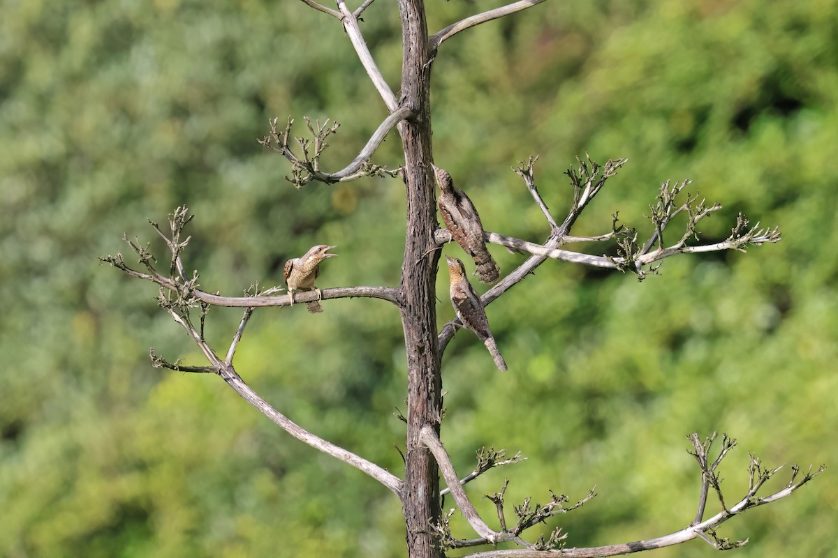 Eurasian Wryneck - ML643268811