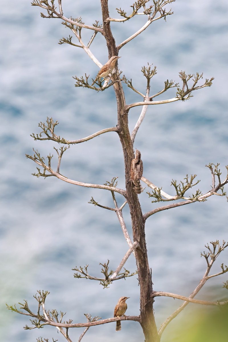 Eurasian Wryneck - ML643268812