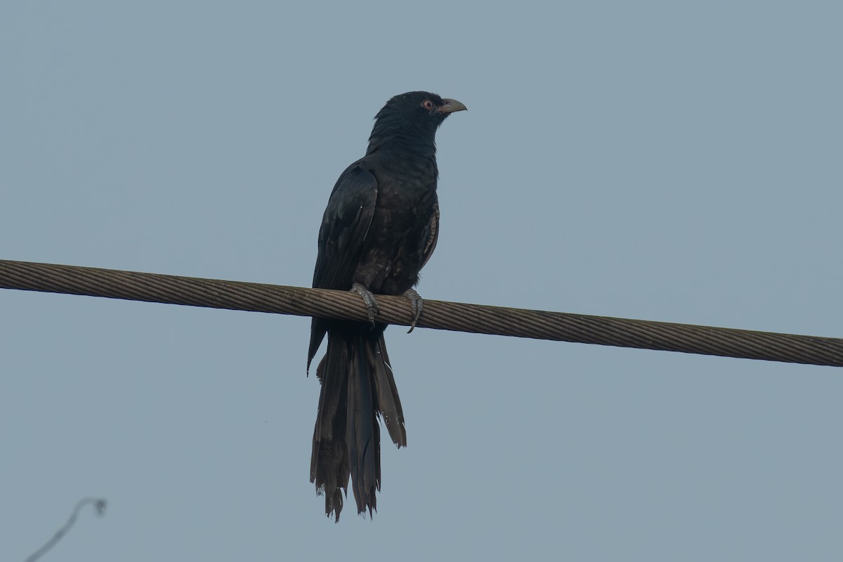 Asian Koel - ML643268815