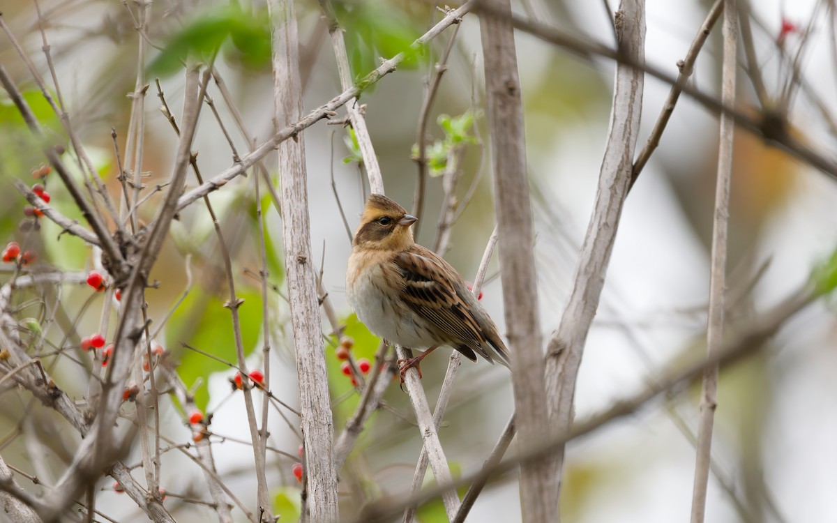 Yellow-throated Bunting - ML643268826