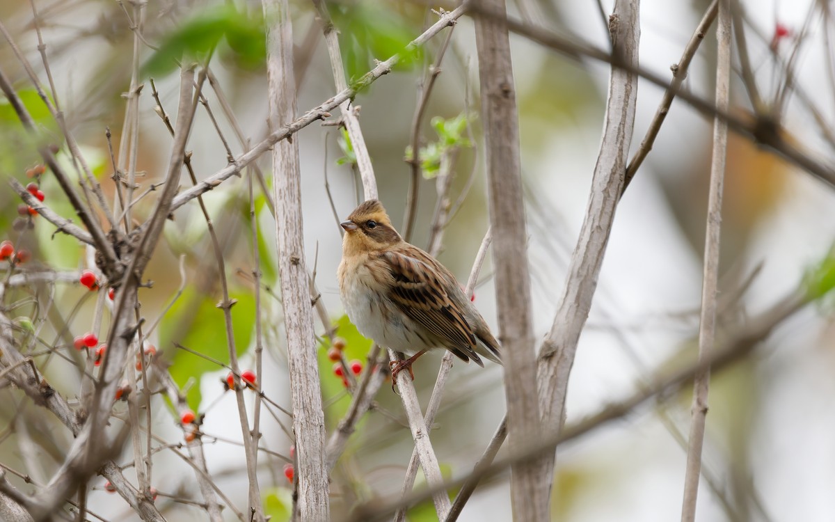Yellow-throated Bunting - ML643268827