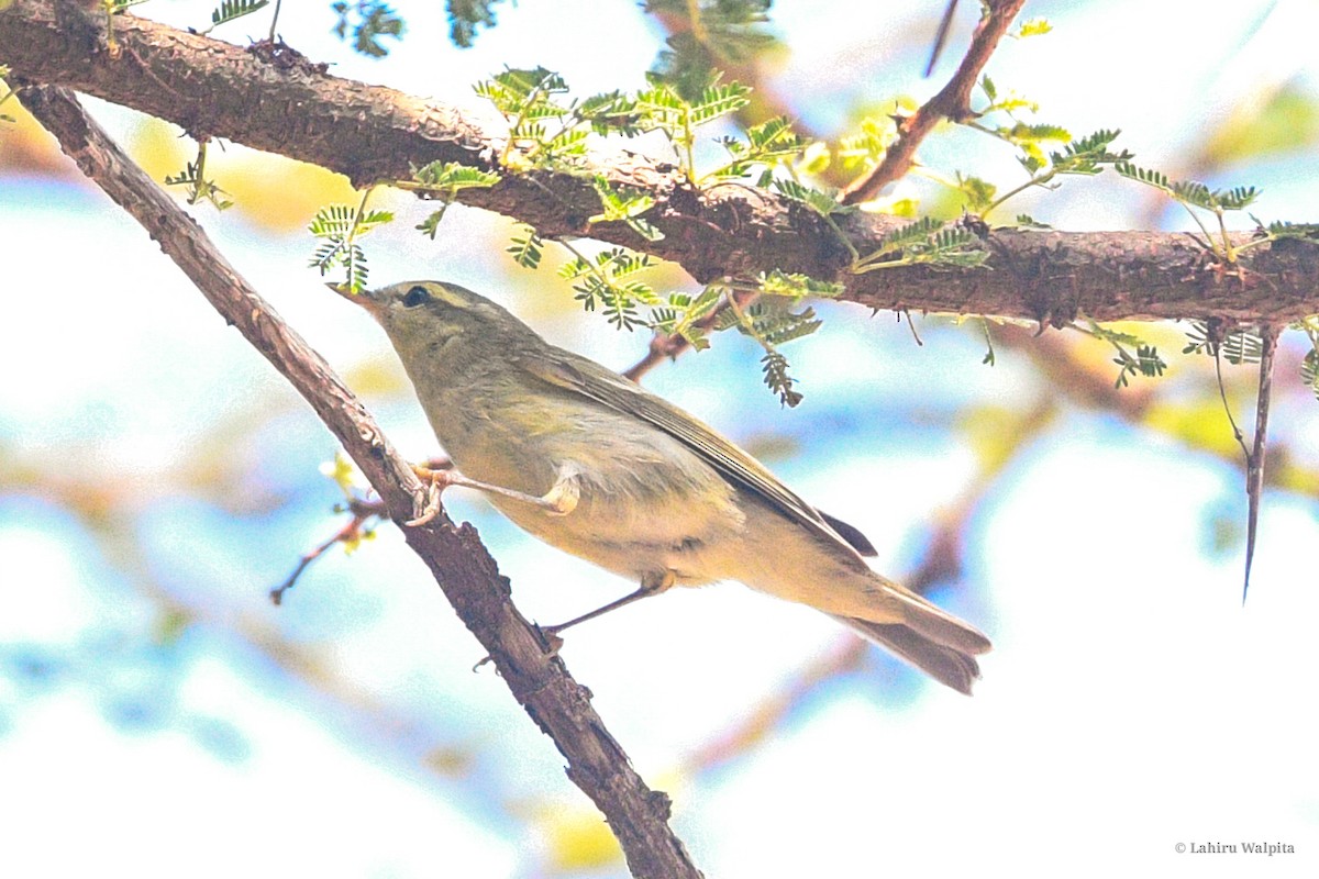 Green Warbler - ML643268832
