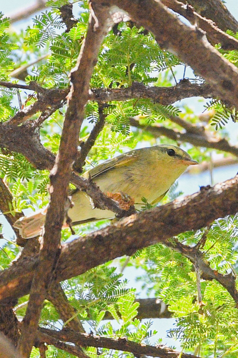 Green Warbler - ML643268833