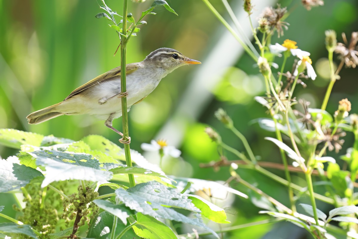 Eastern Crowned Warbler - ML643268840