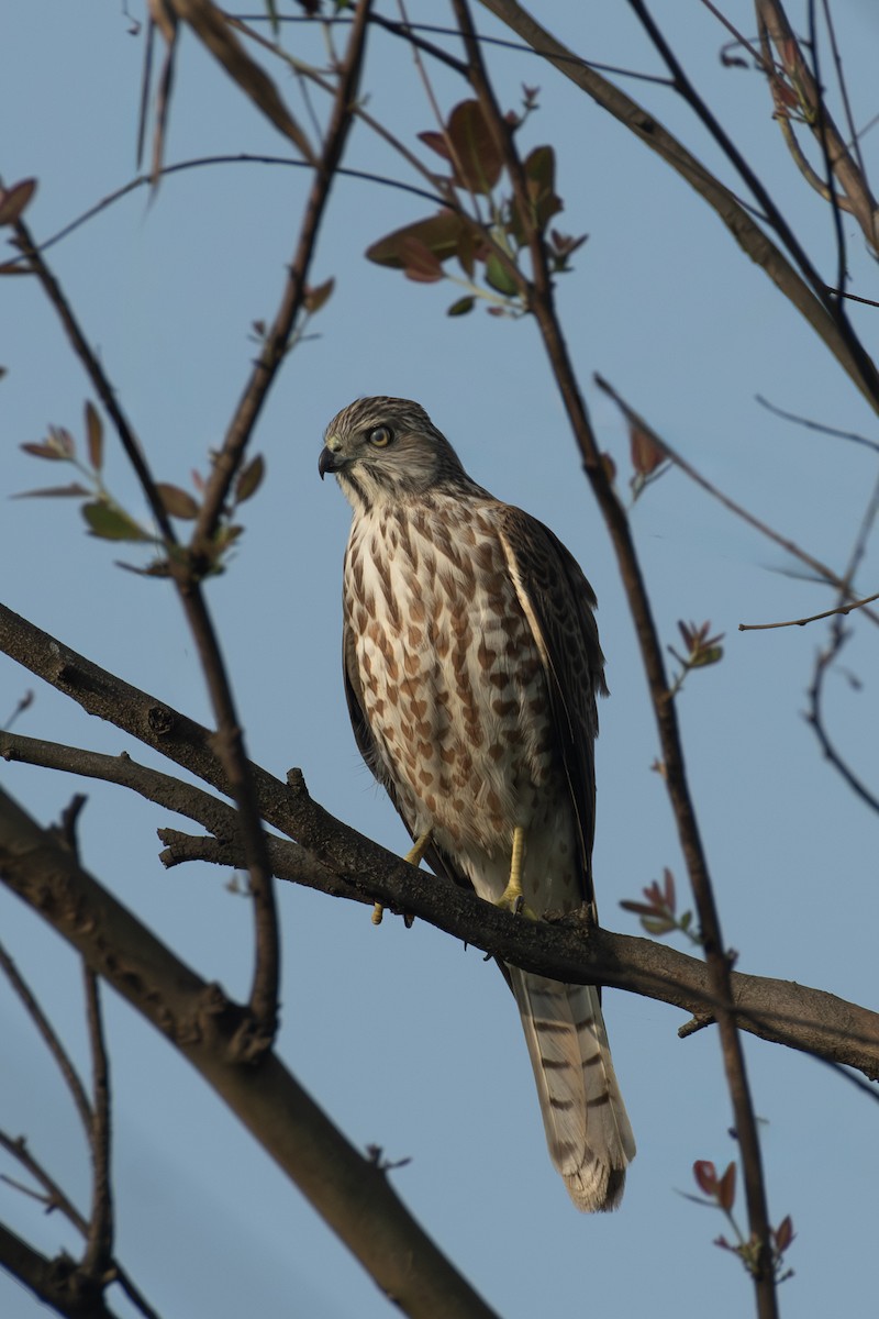 Shikra - ML643268845