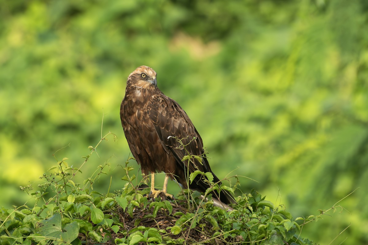 Falco di palude - ML643268846