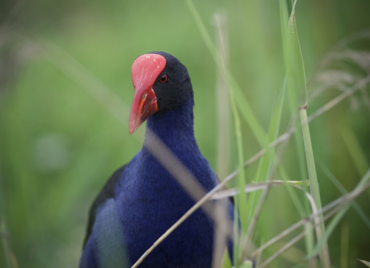 Australasian Swamphen - ML643268870