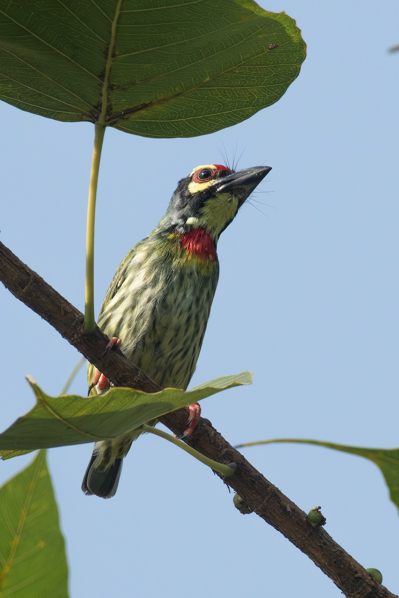 Coppersmith Barbet - ML643268873