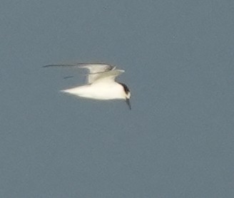 Whiskered Tern - ML643268876