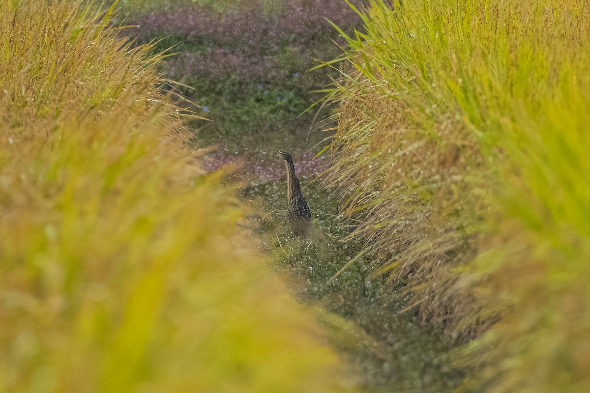 Schrenck's Bittern - ML643268879