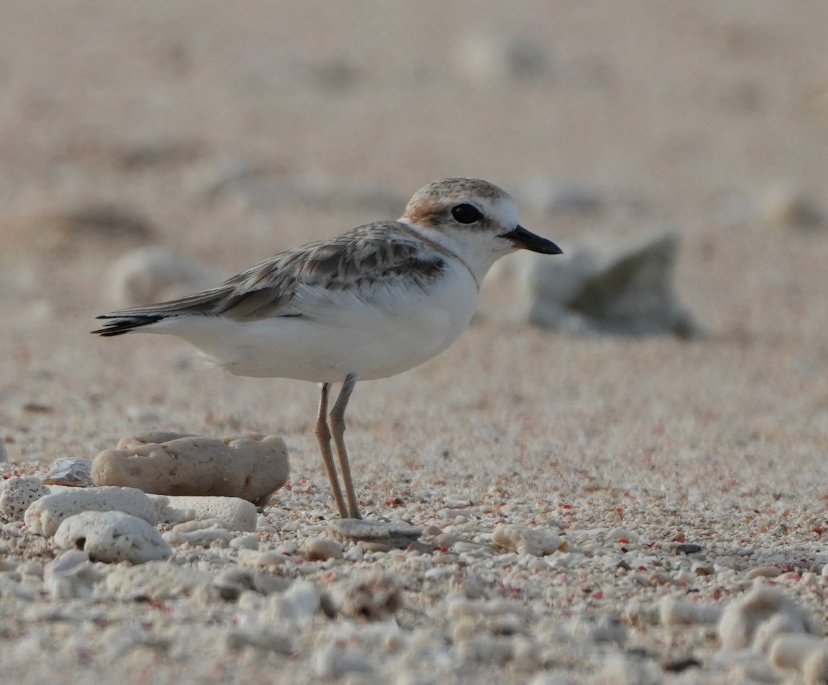 Malaysian Plover - ML643268881