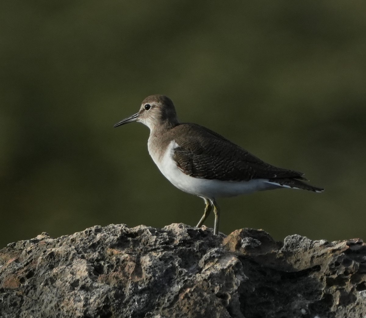 Common Sandpiper - ML643268886