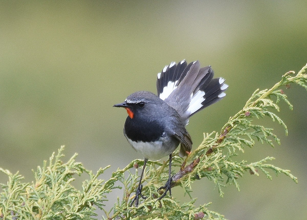 Himalayan Rubythroat - ML643268887