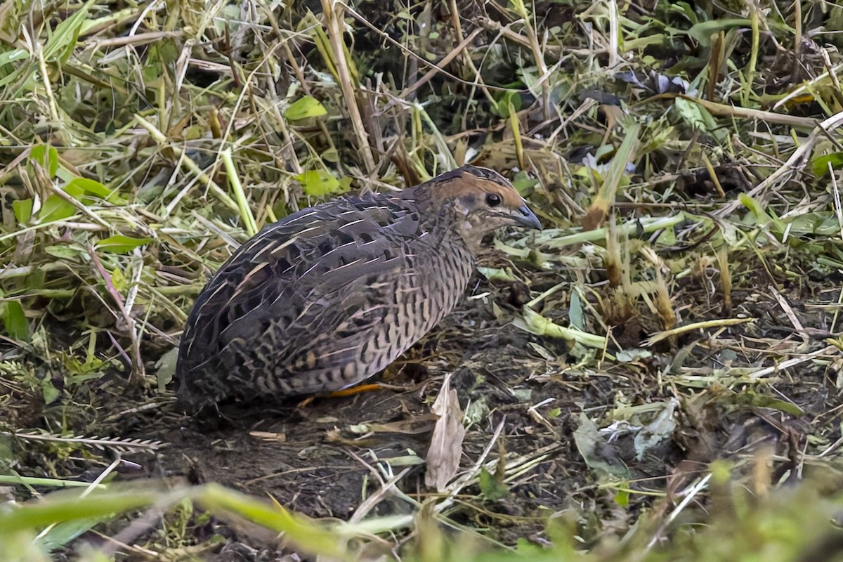 křepelka čínská - ML643268890
