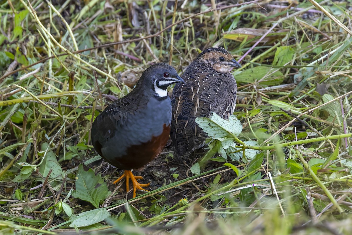 křepelka čínská - ML643268892