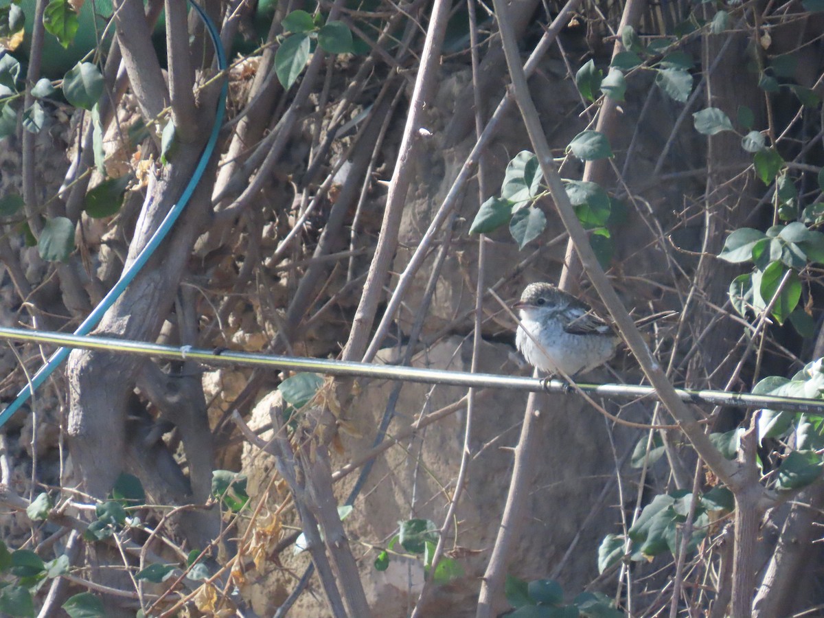 Averla mascherata - ML643268895