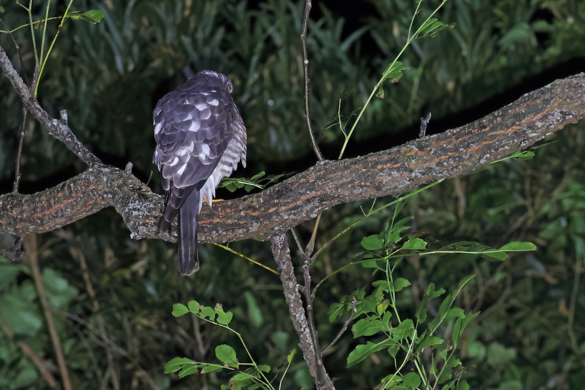Chinese Sparrowhawk - ML643268897