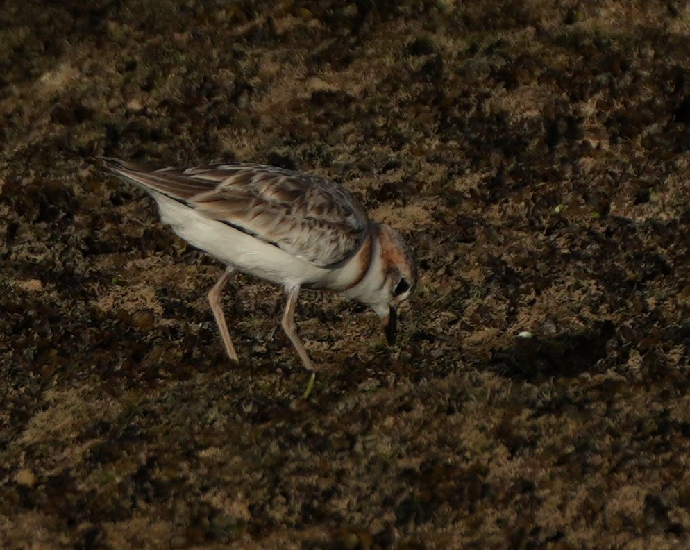 Malaysian Plover - ML643268898