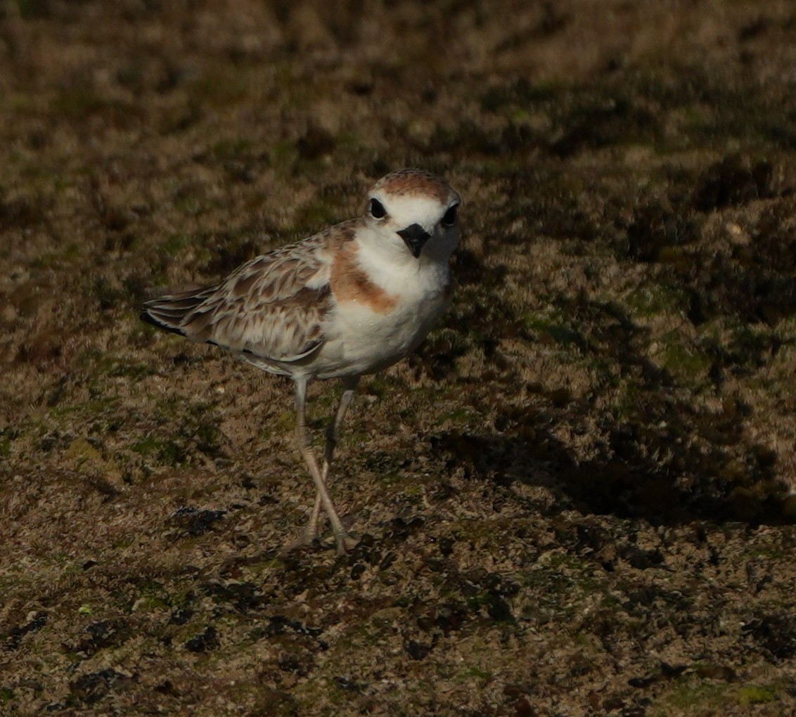 Malaysian Plover - ML643268902
