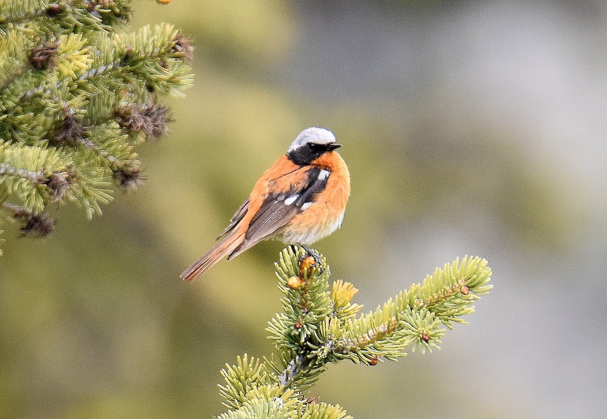 Улбар гал сүүлт - ML643268904