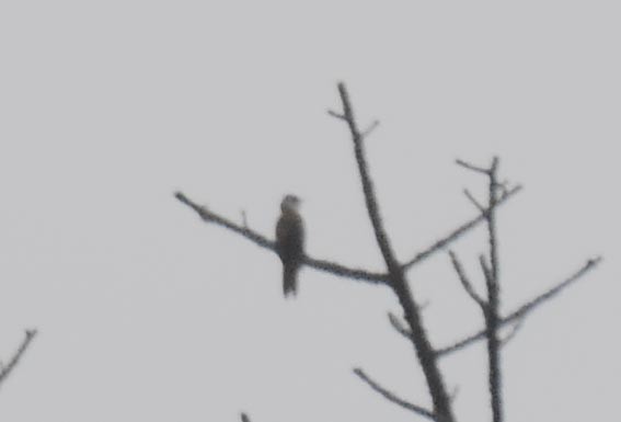Banded Bay Cuckoo - ML643268905