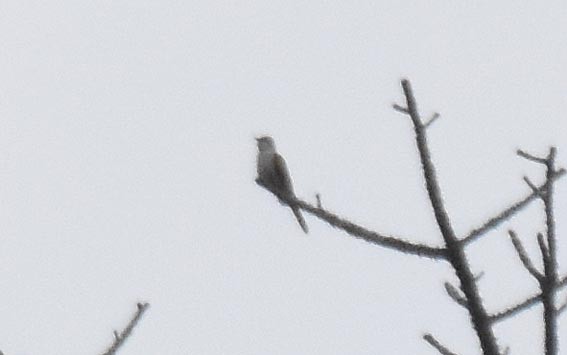 Banded Bay Cuckoo - ML643268909