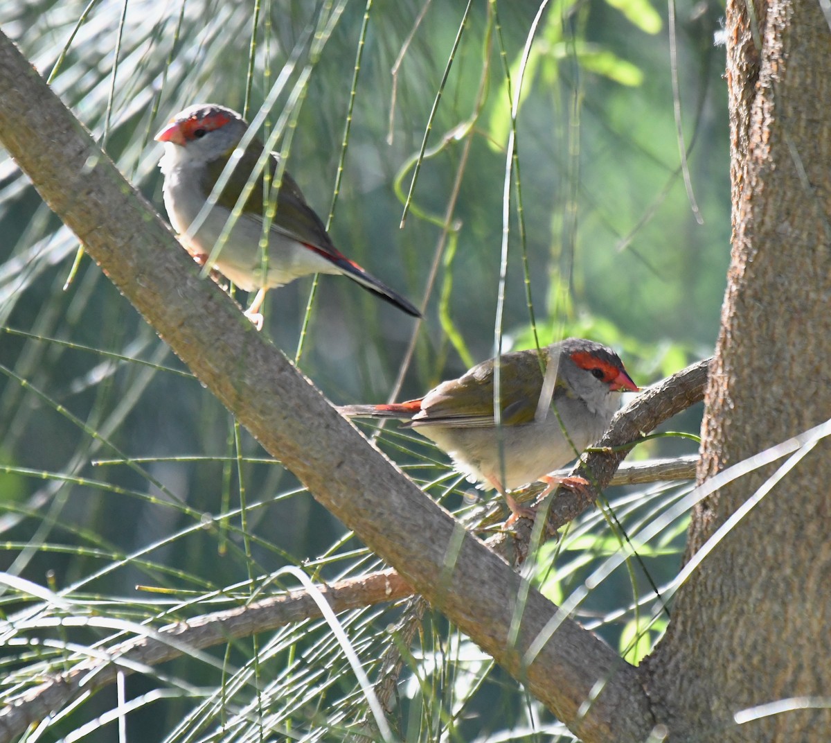 Red-browed Firetail - ML643268914