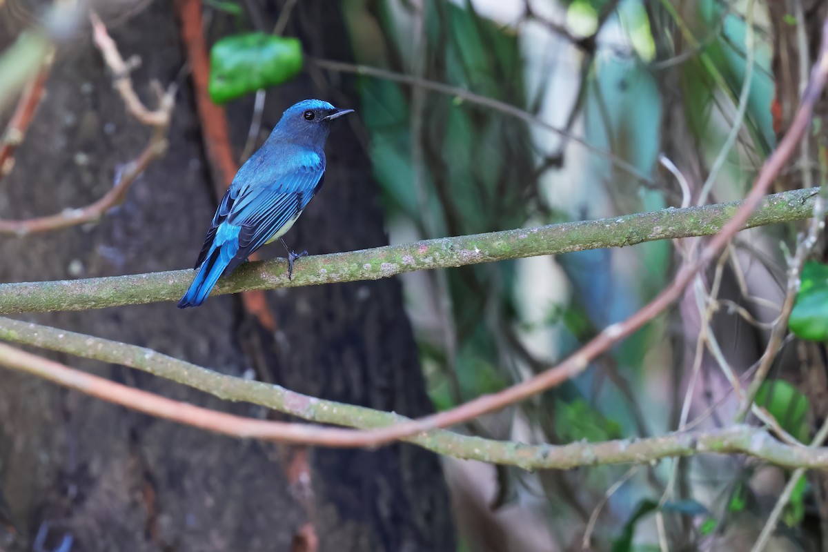 Blue-and-white Flycatcher - ML643268915