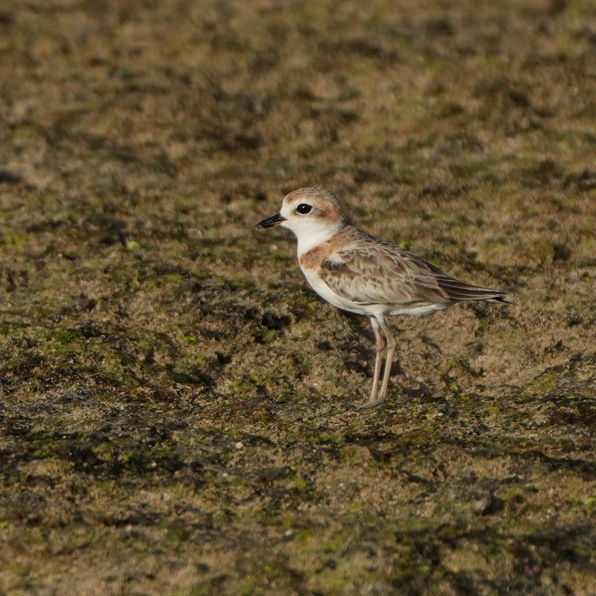 Malaysian Plover - ML643268919