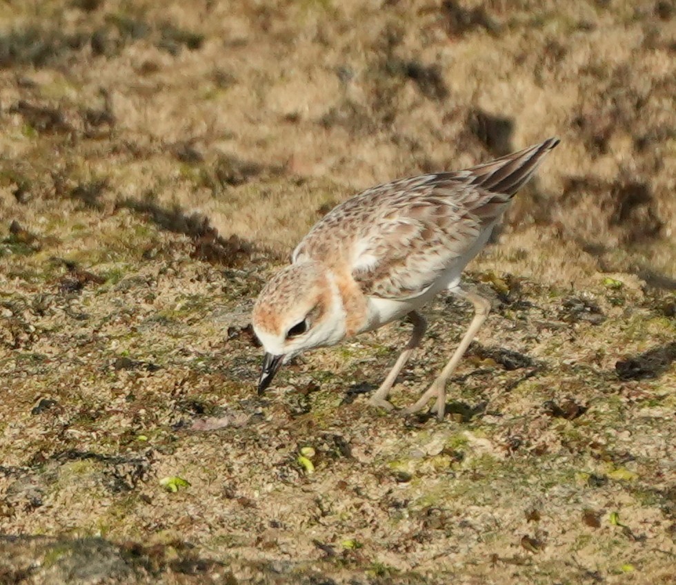 Malaysian Plover - ML643268927