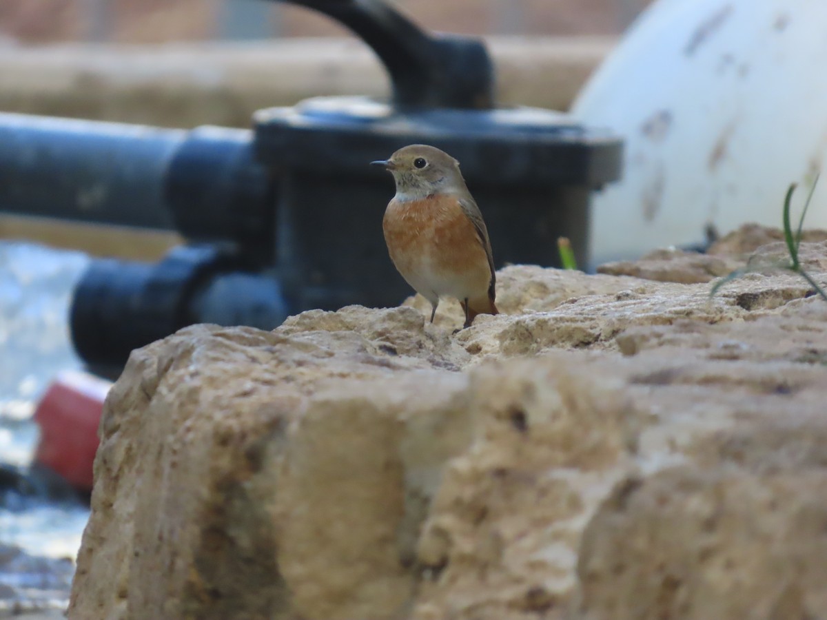 rehek zahradní - ML643268940