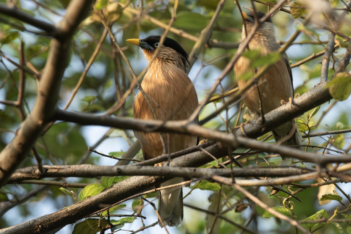 Brahminy Starling - ML643268947
