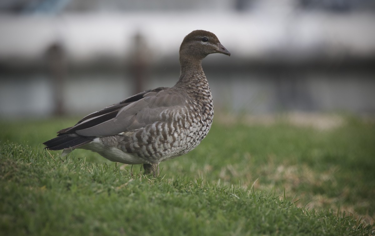 Maned Duck - ML643268950