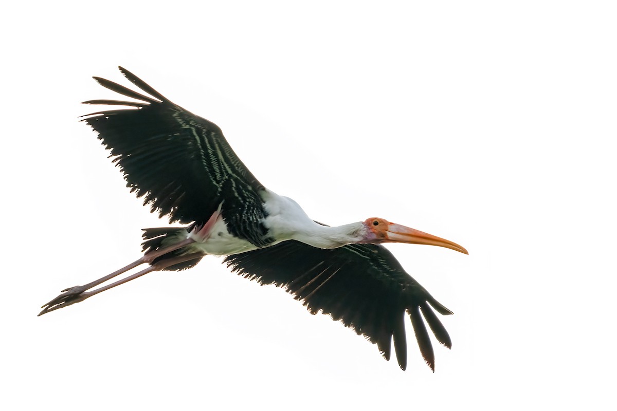 Painted Stork - ML643268951