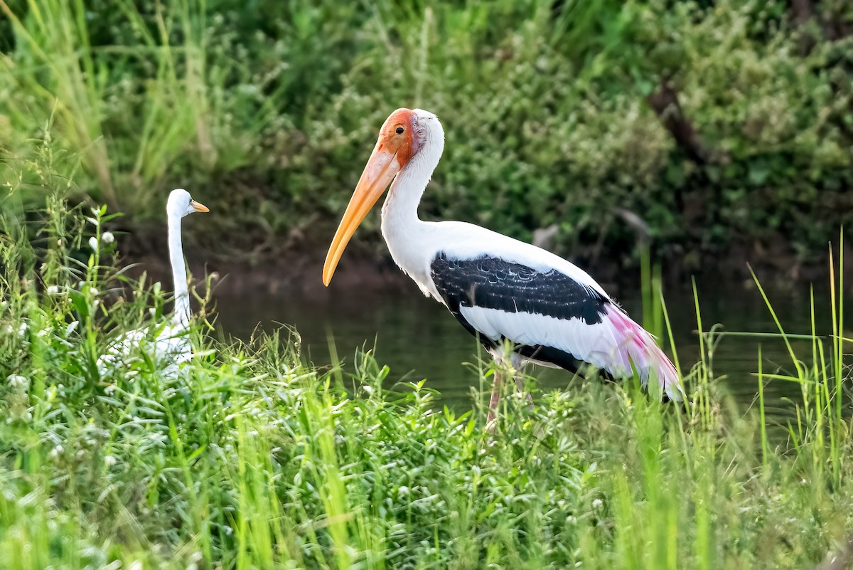 Painted Stork - ML643268952