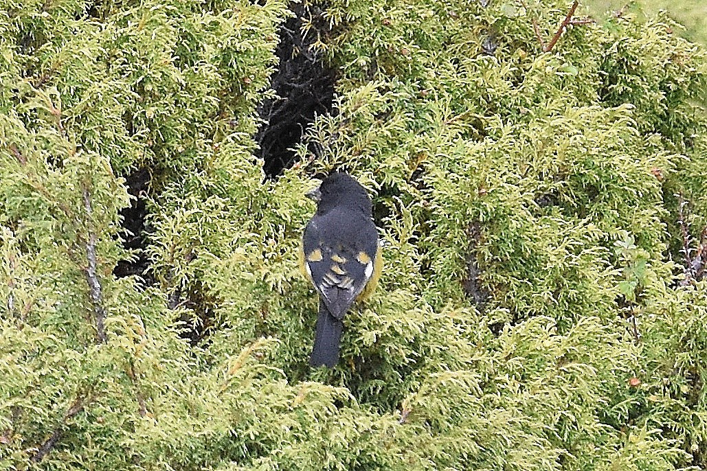 White-winged Grosbeak - ML643268954