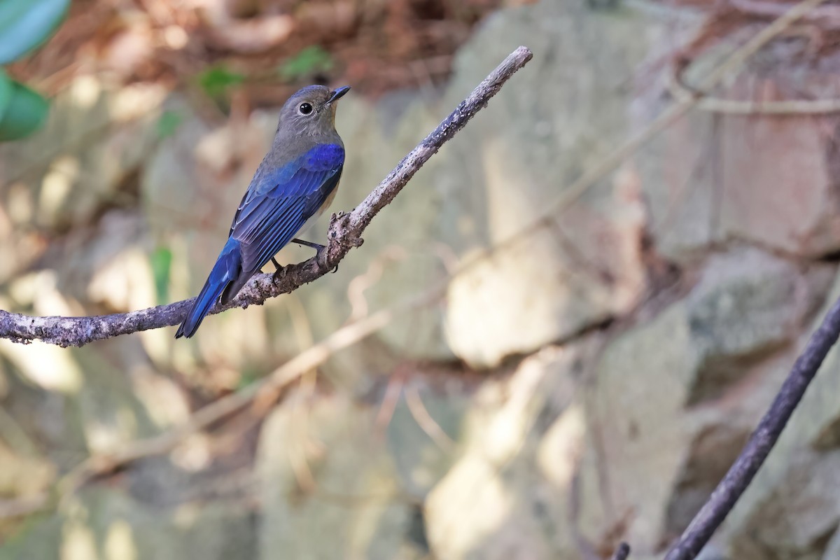 Blue-and-white Flycatcher - ML643268956