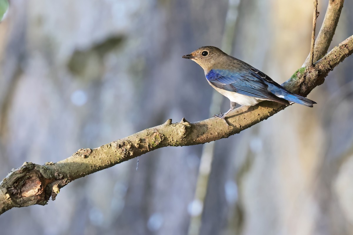 Blue-and-white Flycatcher - ML643268957