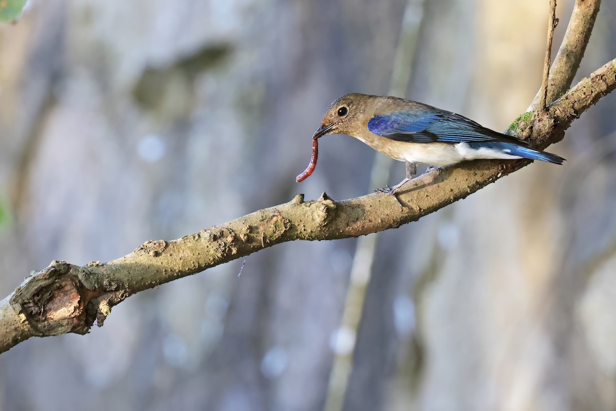Blue-and-white Flycatcher - ML643268959
