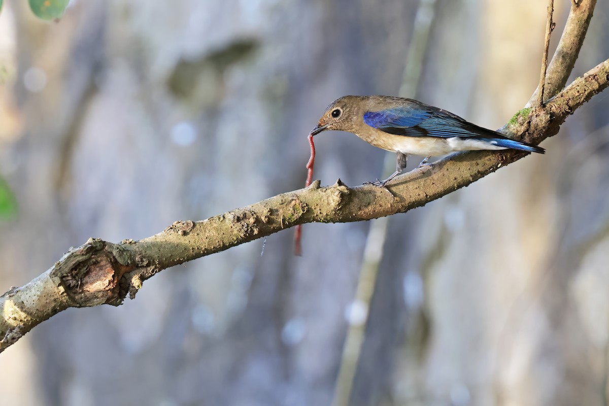 Blue-and-white Flycatcher - ML643268960