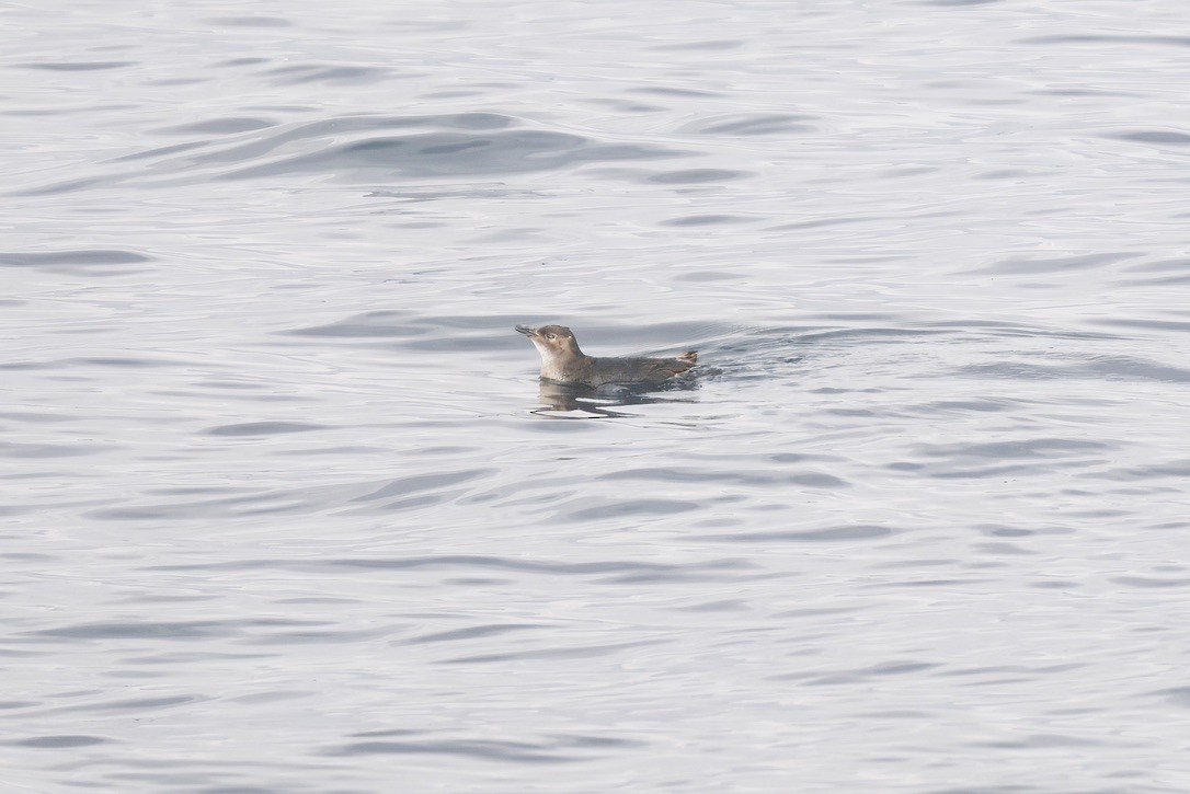 Little Penguin - ML643268980
