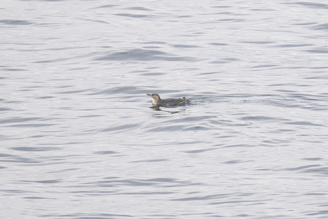 Little Penguin - ML643268985