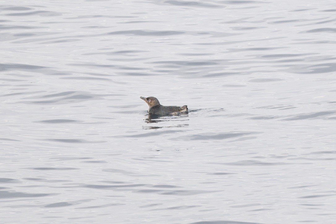 Little Penguin - ML643268988