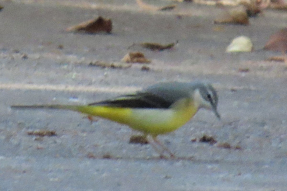 konipas horský - ML643268992