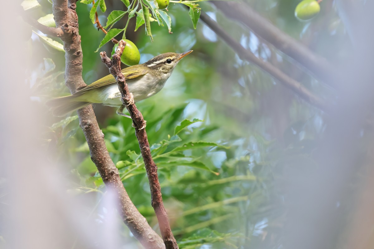 Eastern Crowned Warbler - ML643269000