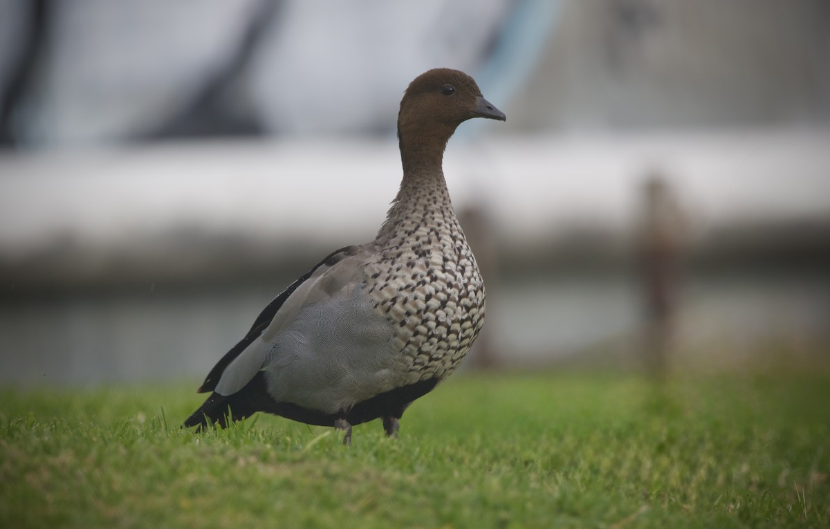 Maned Duck - ML643269005