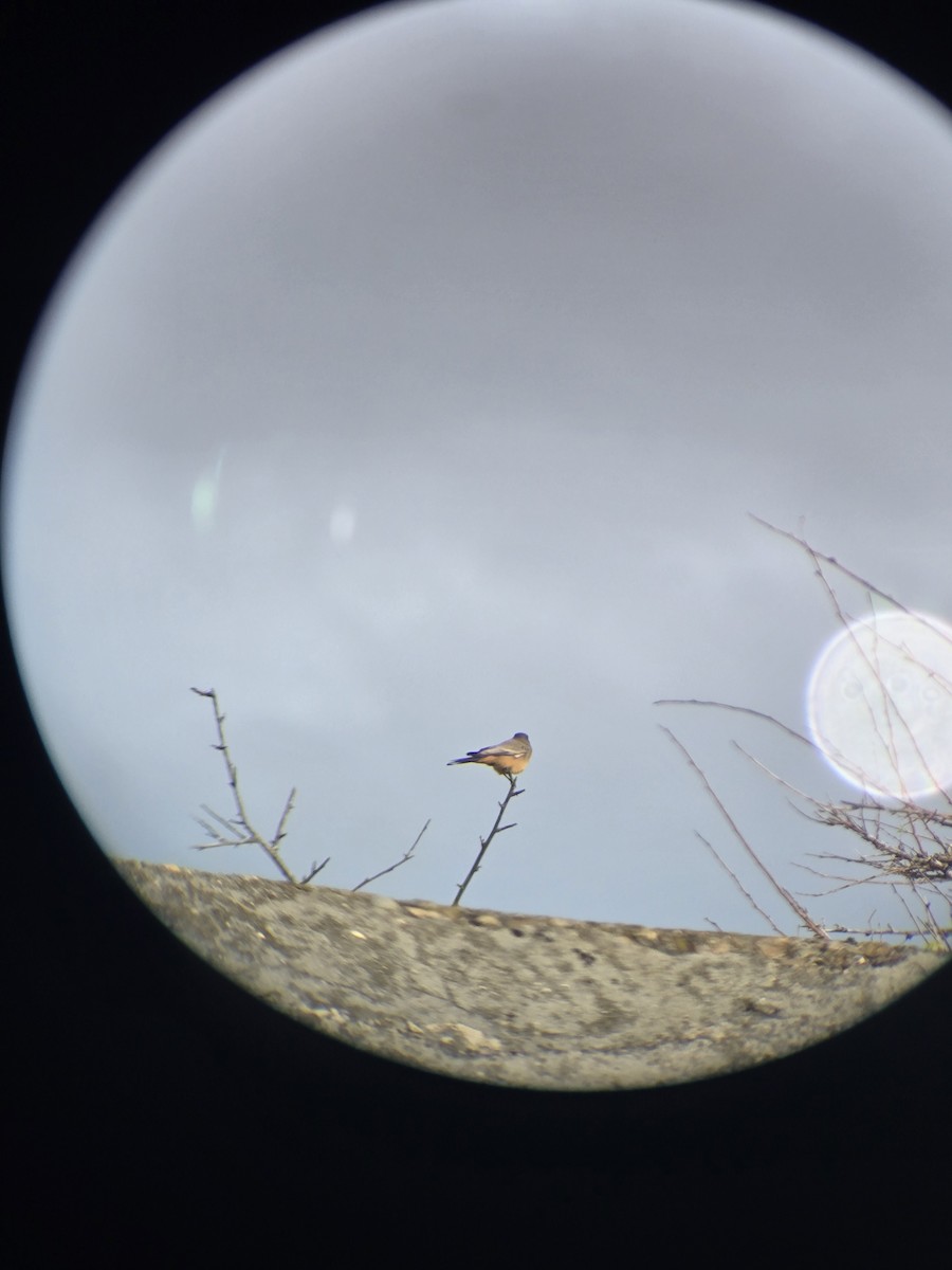 Say's Phoebe - ML643269009