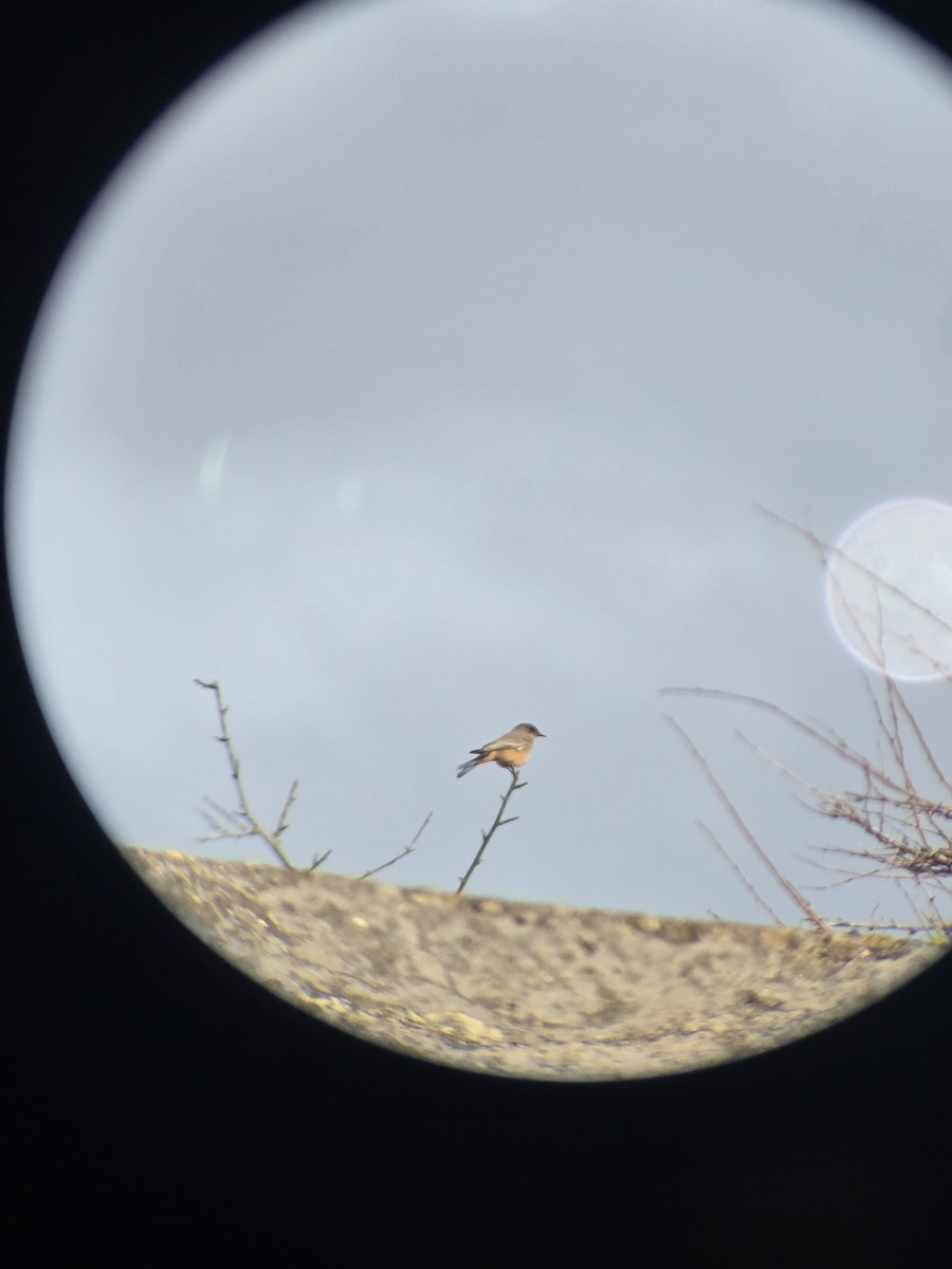 Say's Phoebe - ML643269010